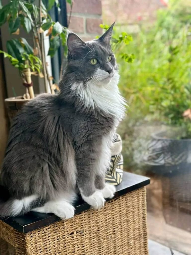 Maine-Coon-kitten-for-sale-Idaho