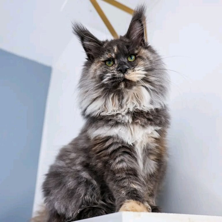 Maine-Coon-kittens-for-sale-Idaho